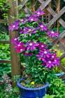 USA, Washington State, Sammamish. Clematis growing in pots in garden Art Print